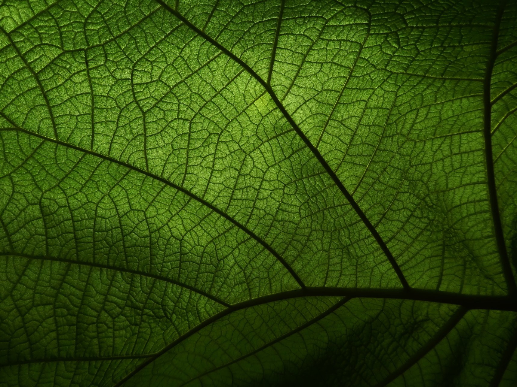 Green Leaf